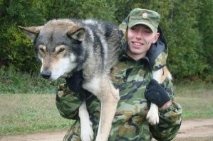 Вот реальные размеры волкособов.