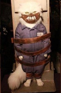 Вечно недовольные котяры, которые громко заявляют о своих желаниях 