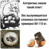 Слонята крупные.