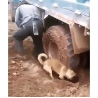 Эх... Нам бы такую собаку...