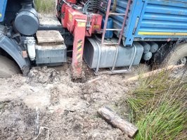 Эх... Нам бы такую собаку...