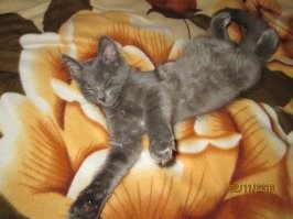 Умора: котейки, которые внезапно сломались 