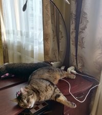 Наш кот на подзарядке))