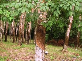 Это не листья. Автор вообще видел гивею?  
На фотке как раз-таки сырой каучук. Из сока каучукового дерева (она же гивея бразильская) его получают в виде пластичной массы, которую затем прокатывают на вальцах в ленту. Вот эти ленты потом прессуют в такой кубик и в таком виде перевозят.

А листья совсем другие и в производстве нахрен не нужны...