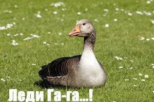 А вы знали, что Леди Гага запрещена в Китае после встречи с Далай-ламой?