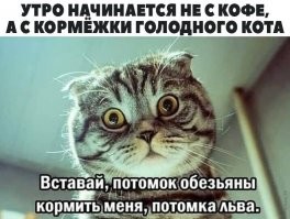 Без кота и жизнь не та