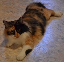 Моя радость: