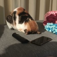 Сломался? Или Ислам принял? Ты это поосторожнее с ним.