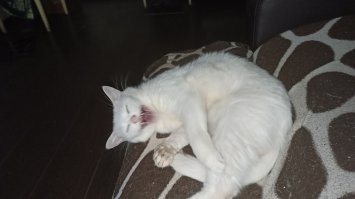 Я её фотографирую, она зевает...