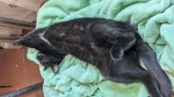 А моя всегда так спит