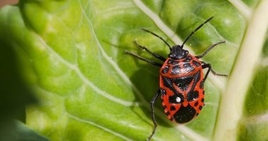 Нет. Похож просто. Солдатик - Pyrrhocoris apterus