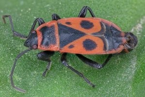 Нет. Похож просто. Солдатик - Pyrrhocoris apterus