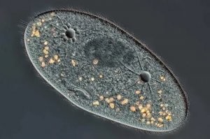 А вот так, вообще ништяк.