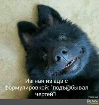 20+ смешных фото собак, с которыми явно что-то пошло не так