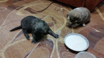 Подобрал и выросло: