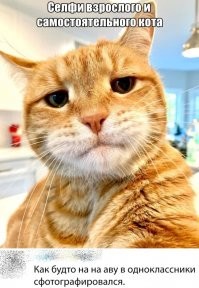 Умора: котейки, которые внезапно сломались 