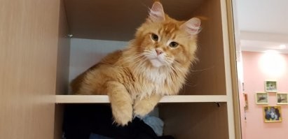 4 года назад взяли в питомнике кошару. Котенок оказался больной дальше некуда! Короновирусный перетонит - неизлечимая болезнь кишечника (к нынешнему вирусу отношения не имеет) + вирусный гепатит(начальная стадия).. Супруга выходила его (прописалась в ветклиниках)..... Сейчас живет огромная жизнерадостная животинка.... Зовут Себастьян.