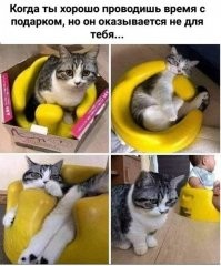 Умора: котейки, которые внезапно сломались 