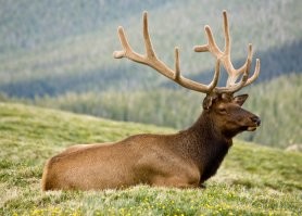 Смешные комментарии из соц.сетей