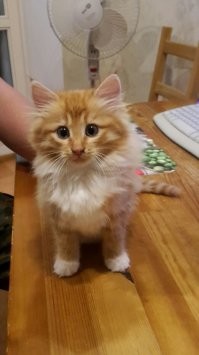 я своего в парке подобрал))))))) в карман куртки поместился сейчас 6 кг кабанчик