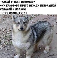 вельш-пемброк-хаски