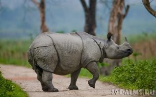 Единорог. Говорят, на черном рынке их рога довольно популярны