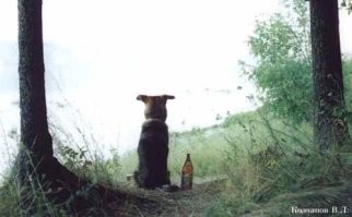 Весёлые истории