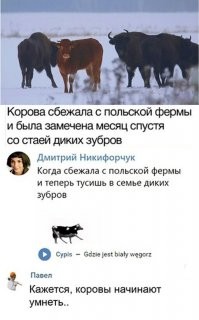 Стая зубров это реально страшно. Надеюсь они не перелетные.