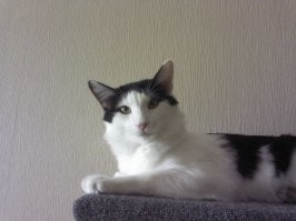 У наркоманов в подземном переходе выкупил за 500 руб. Чуть живой был, первые 2 недели только и делал что жрал, потому что похоже его не кормили толком.