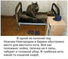 По какой статье сидит?