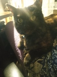 Пять лет назад стали подкармливать кошку на даче.
Два раза её брюхатили, пропадала на неделю, потом приходила как ни в чём не было. Решили свозить функцию ей отключить, но она таки принесла нам троих. 
Вырастили, выкормили, раздали. Мамку прооперировали. 
После ухода моего пса, всё же забрала домой.