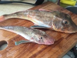 А в Европе ты можешь кататься на зимней резине летом ? :) это до первого мента или тех осмотра , по поводу круп хз , поляки и прибалты или Миксмаркт как торговали так и будут . Допустим сегодня хотели в море выйти так нет :)) КОВИД бляха , или я должен семьей выходить или только с одним другим человеком . Ну вышли вот результат . Так по бырому прошлись у береговой линии , не стали уходить на ламанш .