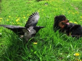 Птицу, конечно, надо лечить. Подозреваю, что неправильным питанием посажена печень. Ломкость оперения наводит на такие мысли. Кроме того, там и клюв смыкается неправильно. Правда, в последние годы появилось много молодых ворон с  испорченным оперением, принято винить в этом загрязнение окружающей среды. Но у меня есть подозрение, что проблема в том, что городские вороны могут добыть либо крысу, не факт, что не притравленную, либо таскают воронятам объедки с помойки.
   В любом случае нужна консультация ветеринара, специализирующегося на птицах. В Питере, например, можно обратиться к Беломытцевой.
Я - не специалист, но мне пришлось заниматься неправильно выкормленным птенцом с плохим оперением. Мы довольно быстро справились. Сейчас моей вороняке уже 9 лет.