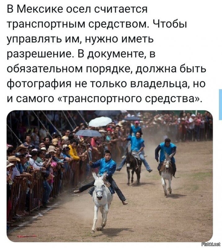 А что, ослов можно на лицо различить?!