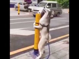 В Петербурге автобус врезался в мачту освещения и повис на ней