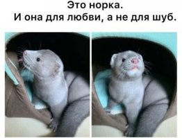 Для любви от одной бабы мне как-то понадобилось слишком много этих норок.