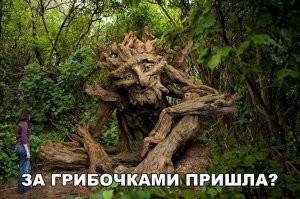 Скорее под грибочками пришла .