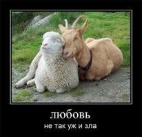 15 хвостатых, которые обожают подурачиться от души 