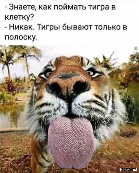 А вот и не правда! Есть способ поймать почти любого котэ: