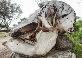 Посмотрите на череп слона :)