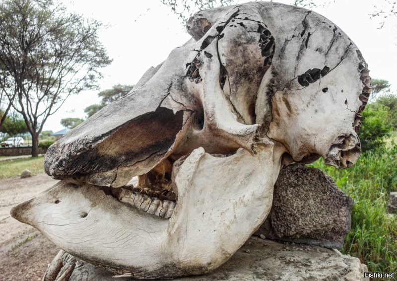 Посмотрите на череп слона :)