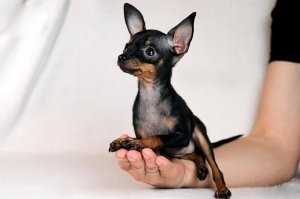 Что-то мне подсказывает, что это была не собака, а какое-нибудь недоразумение типа этого: