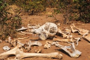 Посмотрите на скелет слона. Сложите теперь все это обратно в нужную форму с учетом того что слона вы возможно ни разу в жизни не видели.