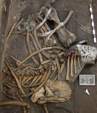 Посмотрите на скелет слона. Сложите теперь все это обратно в нужную форму с учетом того что слона вы возможно ни разу в жизни не видели.