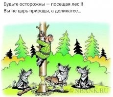 Медведь гризли попытался напасть на рейнджера в национальном парке