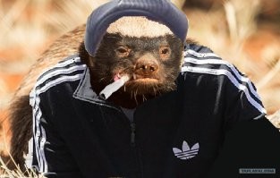 Медоед, как беспредельщик, отбирающий добычу даже у львов, смотрит и смеётся