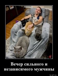 Одинокие мужчины и их котики
