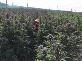 Выращенный на приусадебных участках, каннабис открыто продают на рынках и курят в общественных местах. Правительство Северной Кореи считает каннабис простым растением, а не наркотиком.