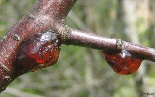 Вечерний "Пересмешник"