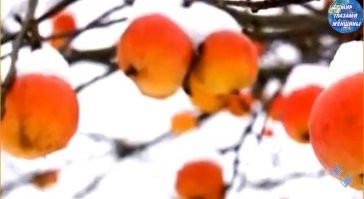 Скрины из соцсетей